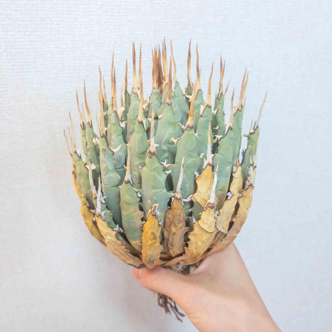 エボリスピナ 現地株