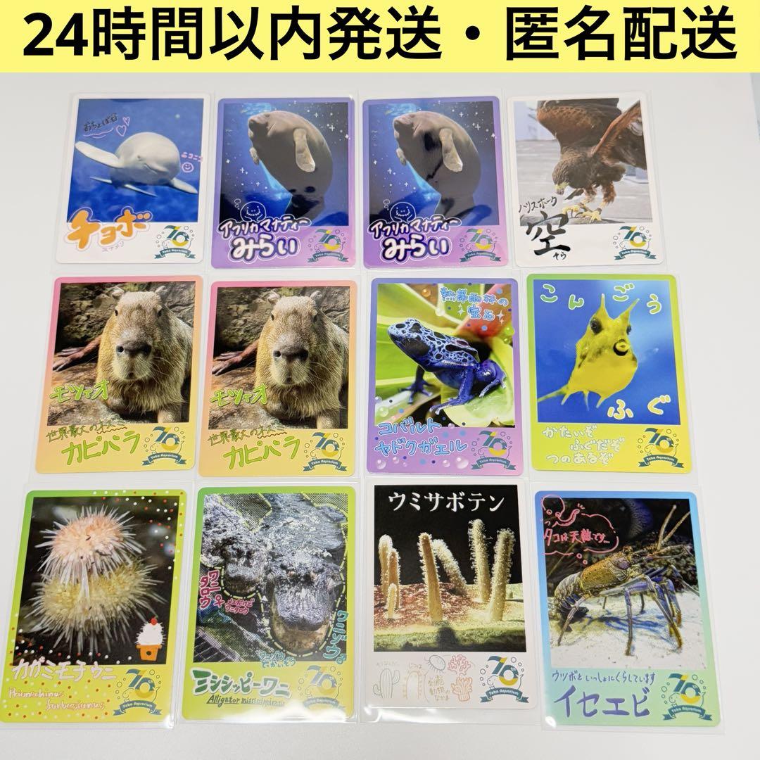 トバスイ　70周年記念　コレカ　鳥羽水族館初のトレーディングカード　10パック TOBA AQUARIUMコレクションカード」販売決定！ | 鳥羽水族館