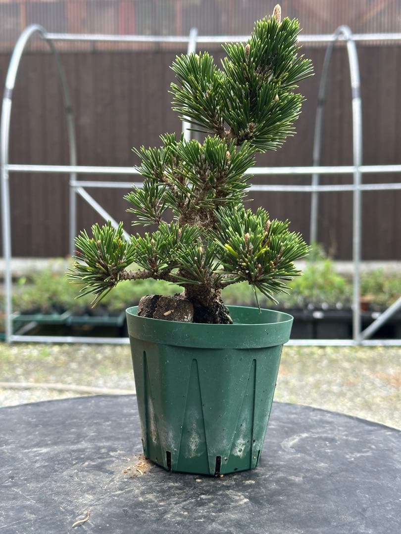 黒松千寿丸 模様木目立った傷や汚れなし