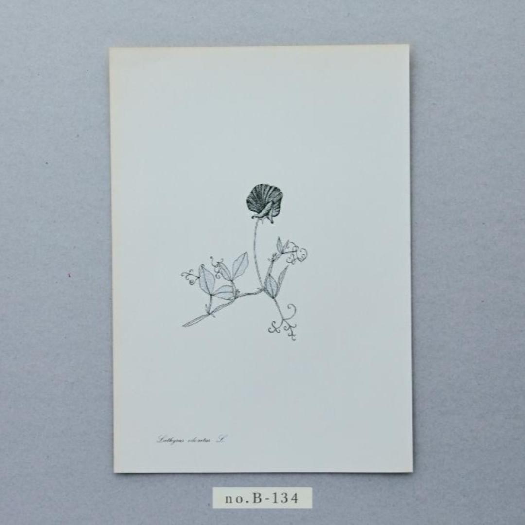 メルカリ 古い植物図鑑のイラスト ボタニカルアート No B133 140 印刷物 580 中古や未使用のフリマ メルカリ 古い植物図鑑のイラスト ボタニカルアート No B133 140 印刷物 580 中古や未使用のフリマ