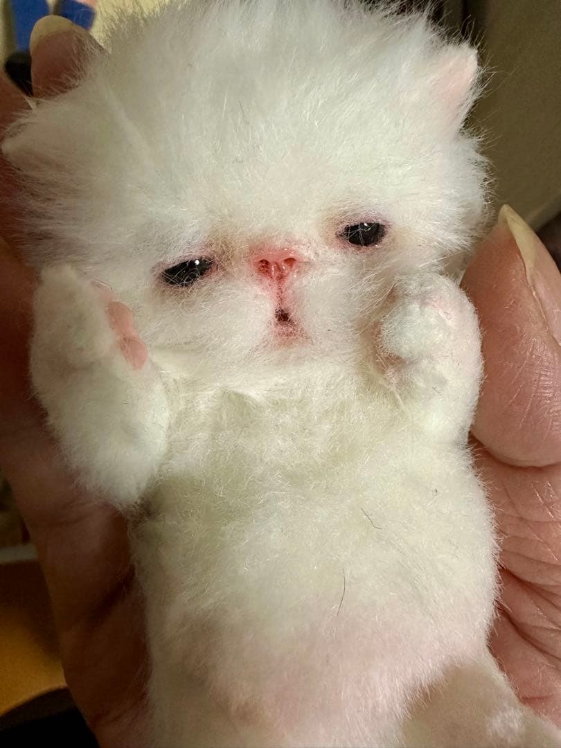 作家ホワイト猫ぬいぐるみ 約15cm