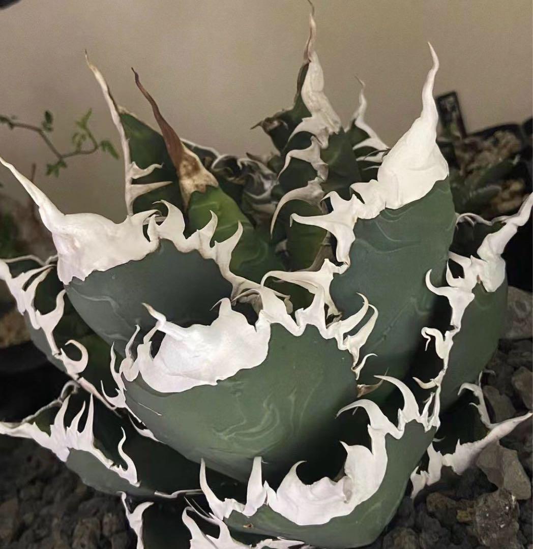 多肉植物アガベ チタノタ 悪魔くんTC株 アガベ チタノタ 悪魔くん【発根管理中】TC株 Agave titanota