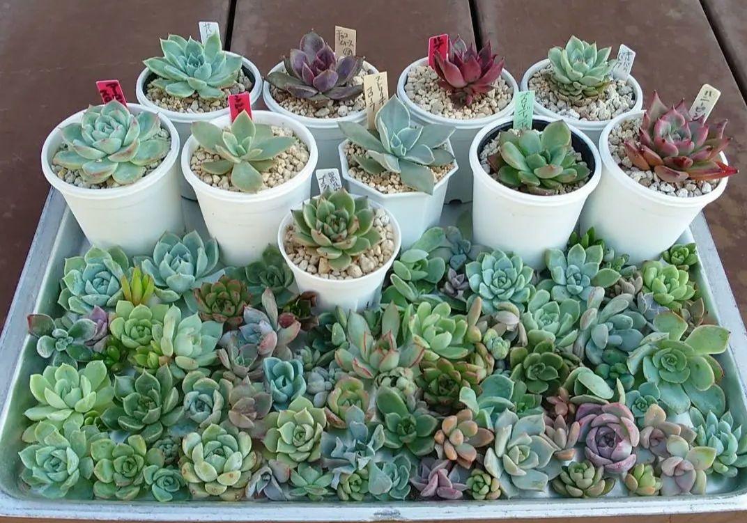 100苗以上　エケベリア　多肉植物　寄植えセット