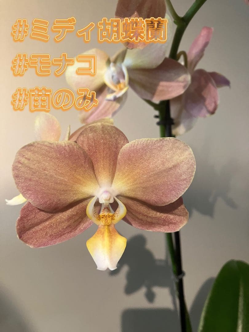 ミディー胡蝶蘭　なぁ　メルカリ便 ミディー胡蝶蘭 なぁ様専用 メルカリ便 - メルカリ