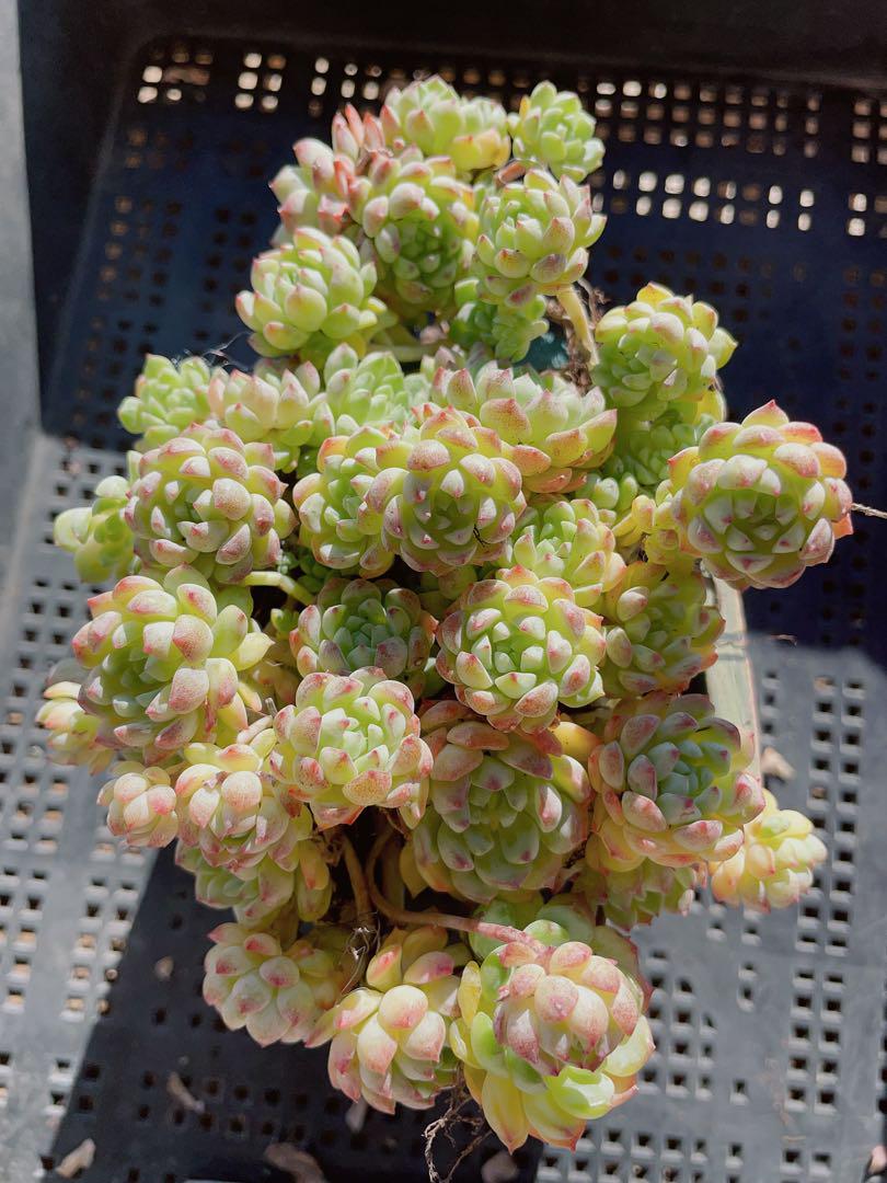 キャラメルボール　可愛い群苗　多肉植物　328