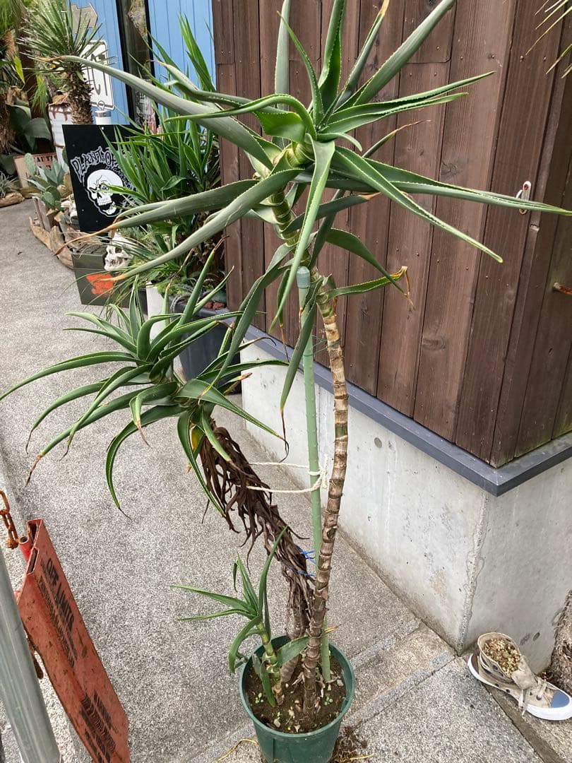 ストリアツラ特大株