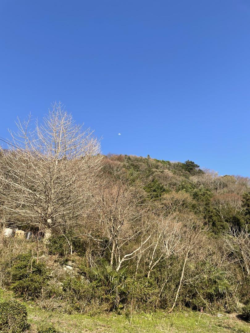 乾燥ゼンマイ　高知県大豊町　令和７年度産