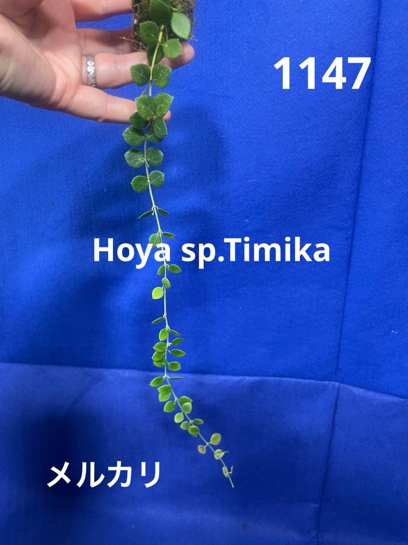 1147 ＊ ホヤ ＊ hoya ＊ sp.Timika
