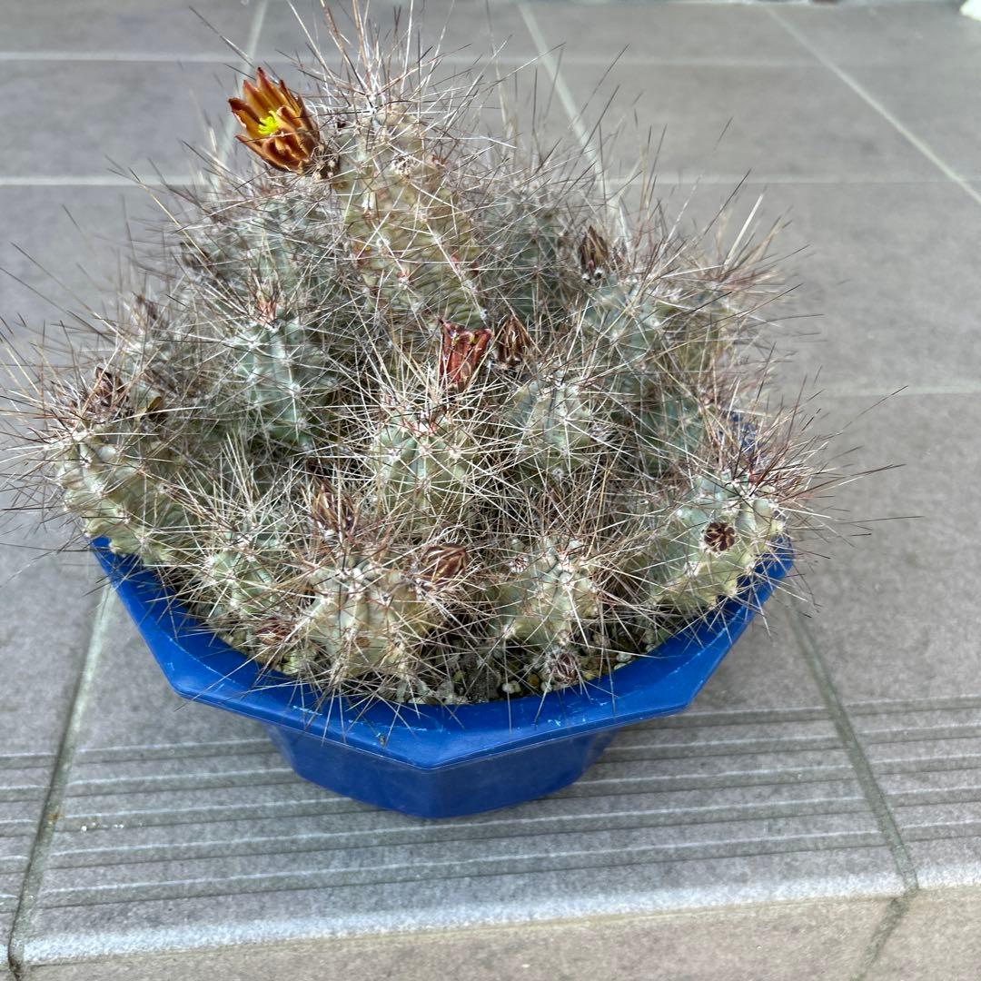 のサムネイル
