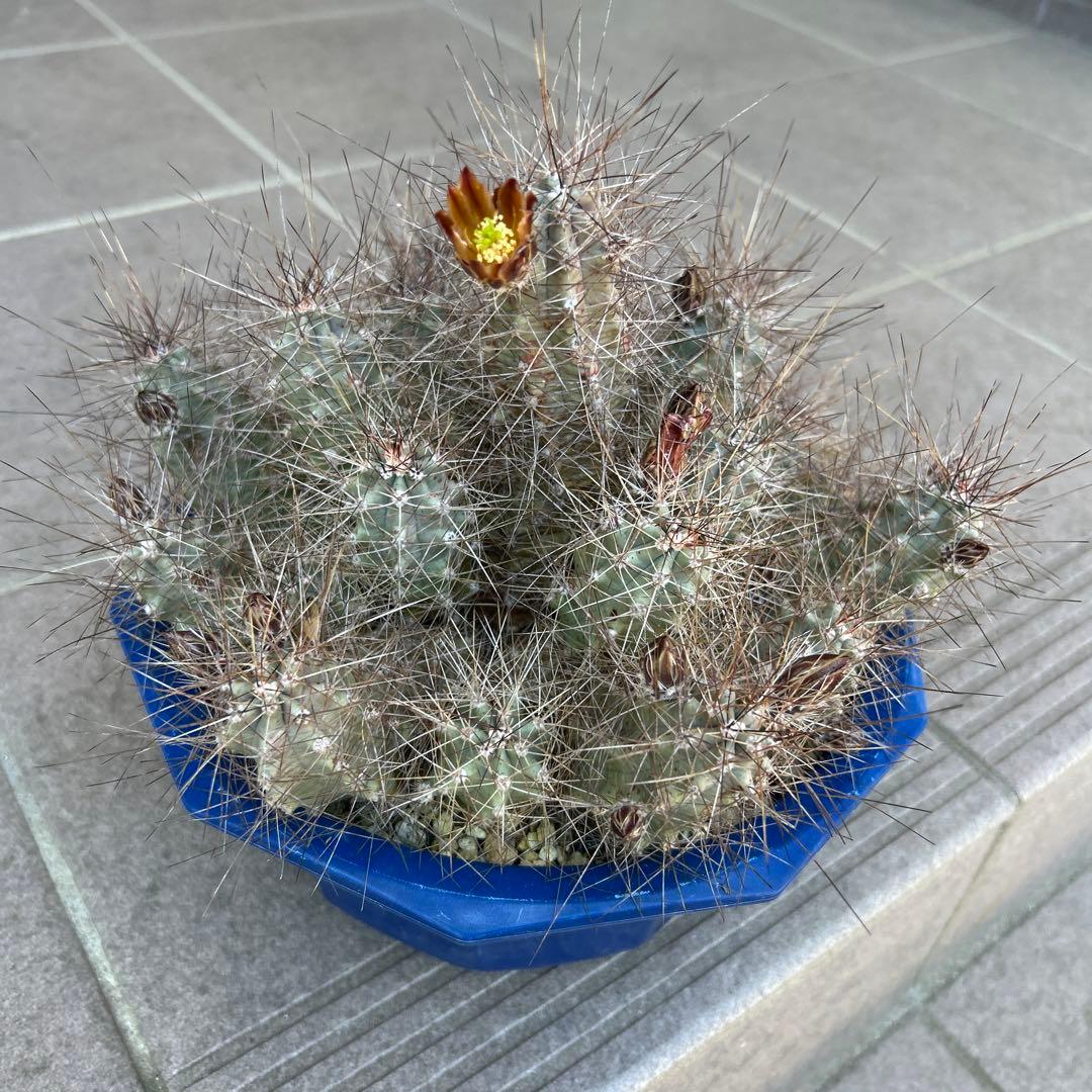 のサムネイル