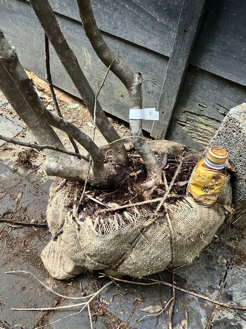 60 山採りヤマボウシ