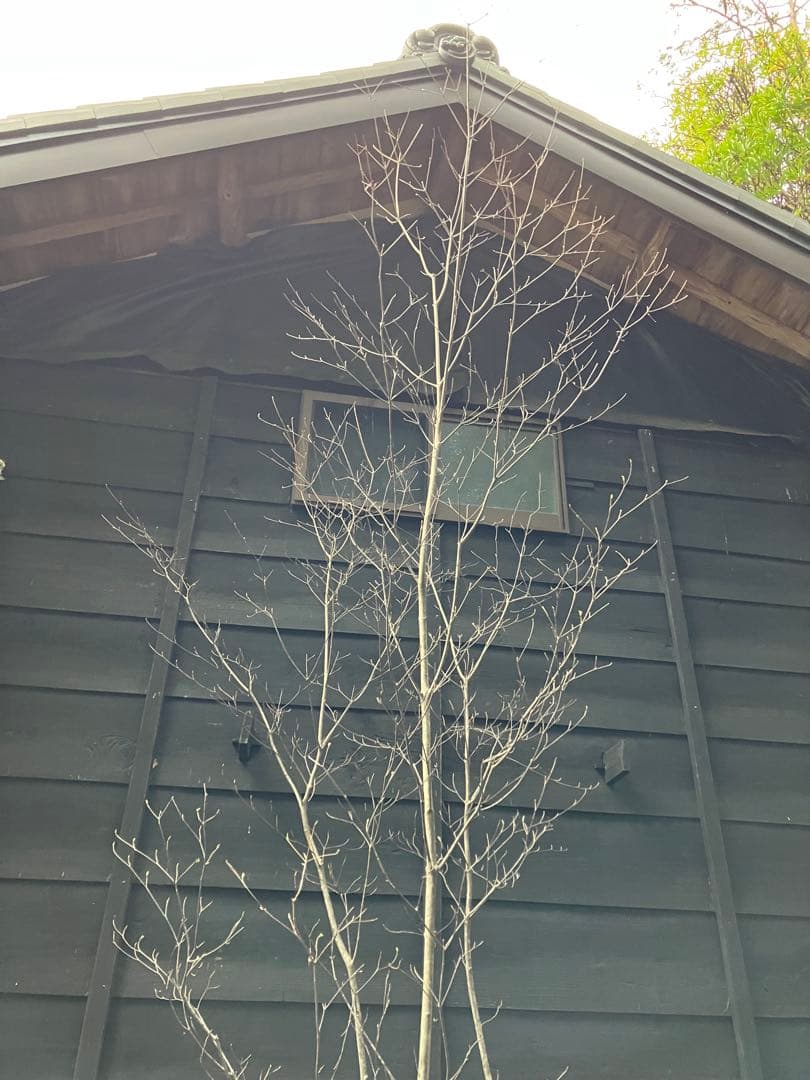 60 山採りヤマボウシ