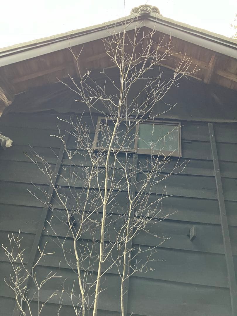 60 山採りヤマボウシ