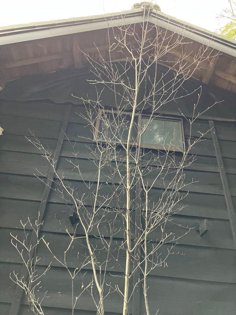 60 山採りヤマボウシ