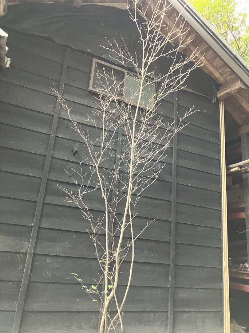 30 山採り ナツハゼ