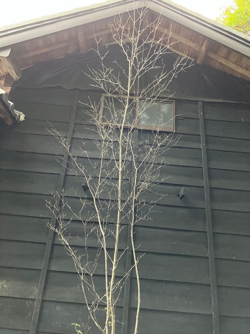 山採りハウチワカエデ 絶品大株立3.2M(鉢底から) 山採りハウチワカエデ 絶品大株立3.2M(鉢底から) 山採りハウチワカエデ