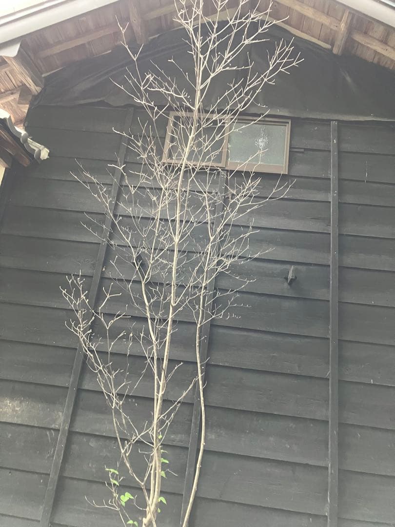 60 山採りヤマボウシ