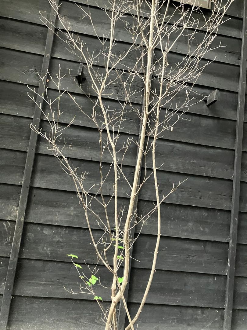 60 山採り ヤマボウシ