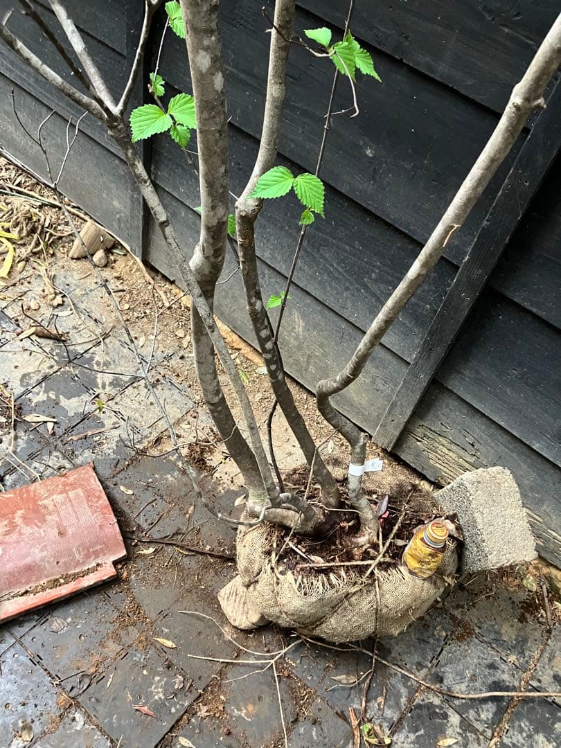 60 山採りヤマボウシ