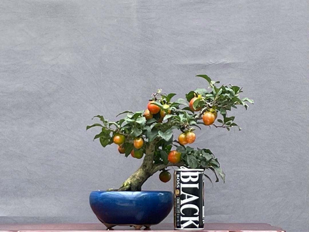 カキ 盆栽傷や汚れあり