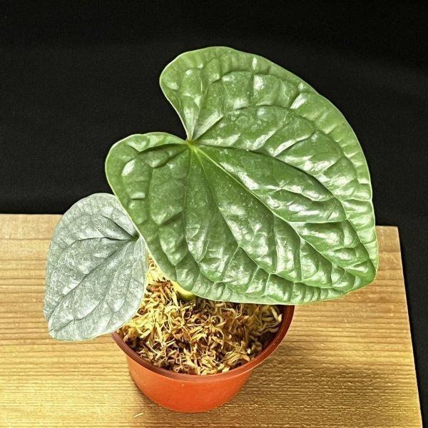 Anthurium luxuriansアンスリウム ルクスリアンス 55 美株】Anthurium luxurians アンスリウム ルクスリアンス - メルカリ