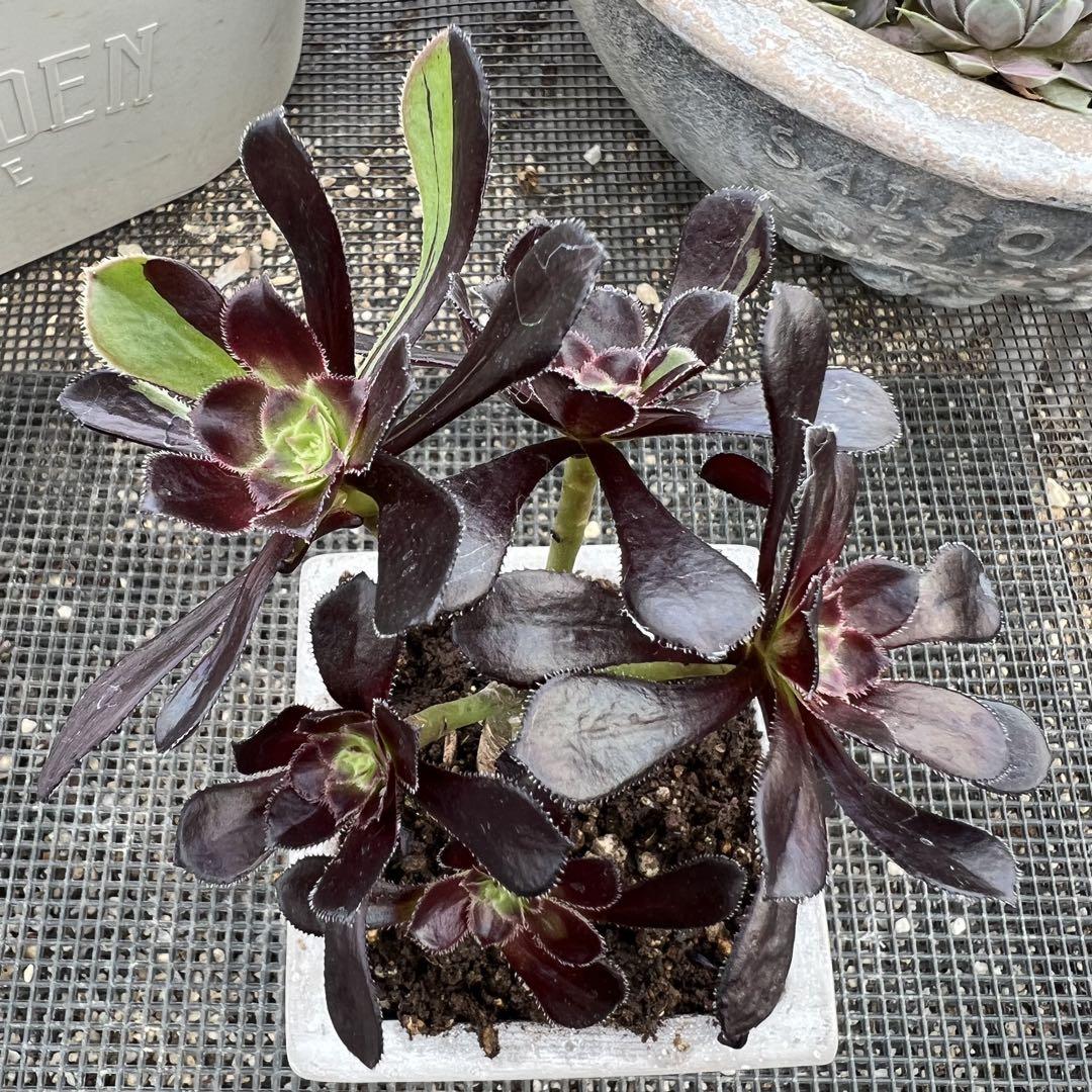 おまとめ 多肉植物♡黒法師 抜き苗