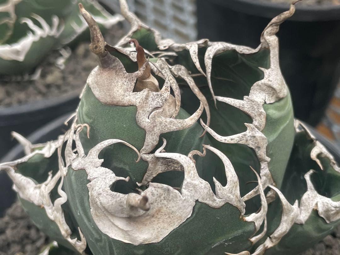 BAKEMONO 子株目立った傷や汚れなし