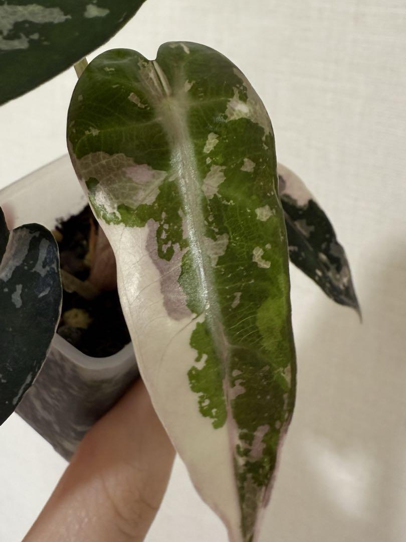 アロカシア バンビーノ ピンク　Alocasia bambino Pink