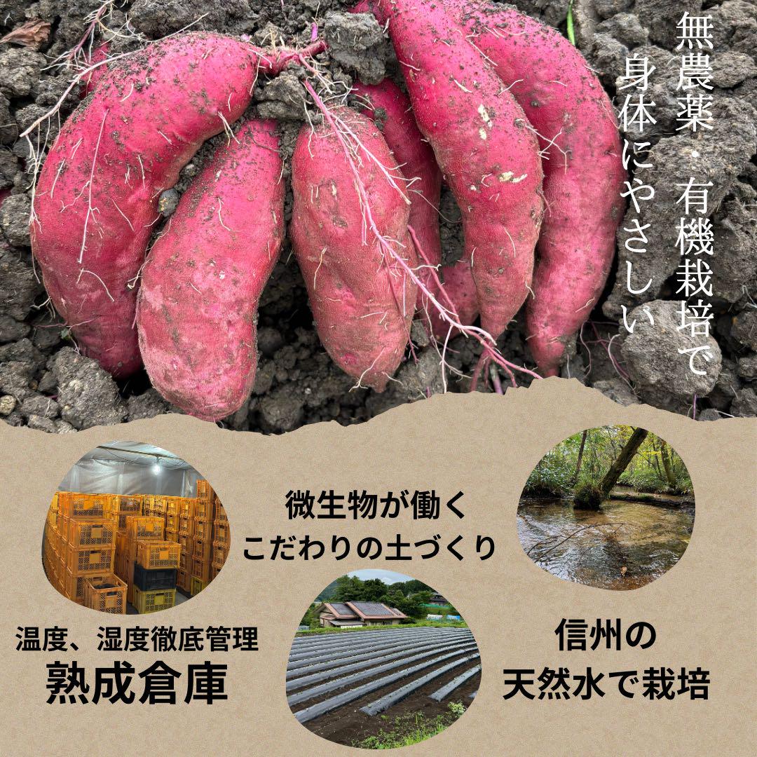 【信州産】超熟成さつまいも（シルクスイート、安納芋）計20kg