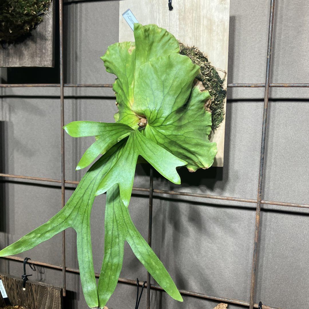 リドレイ ワイルド 現地採取株