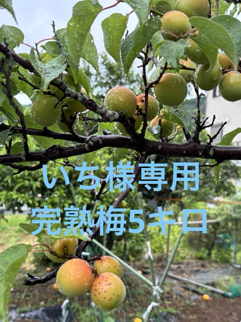 無農薬　自家栽培　完熟梅　5キロ