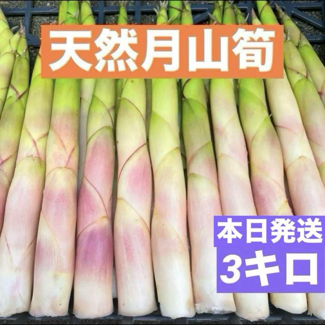 山形県産根曲り竹のブランド月山筍　根曲がり竹　姫竹　大自然の凛さん採取　364