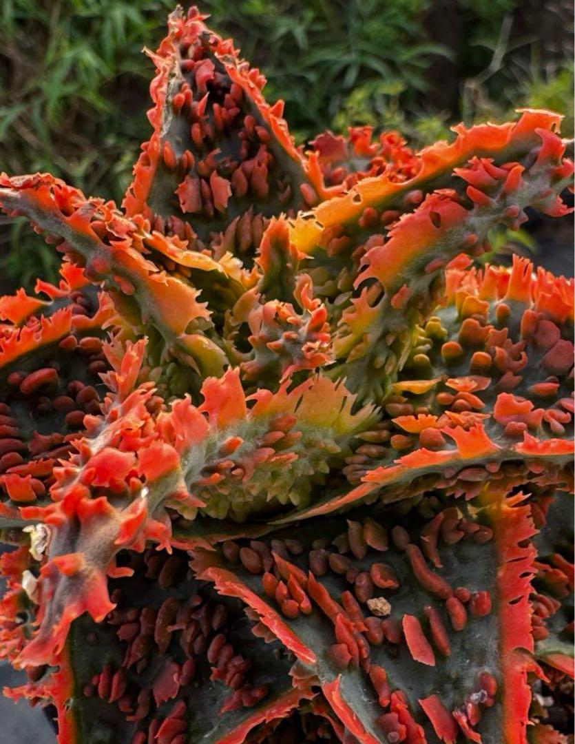Aloe hybrid アロエ ハイブリッド 子株 第四種 - ハオルチア