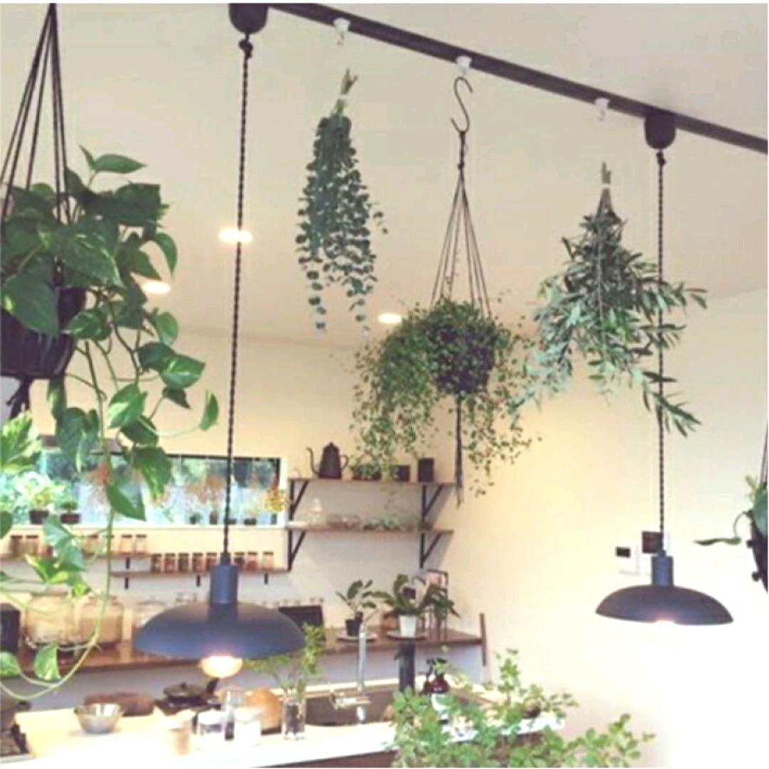 メルカリ 新品 激安 2個セット ダクトレール専用 吊り フック ホワイト 植物 観葉植物 450 中古や未使用のフリマ メルカリ 新品 激安 2個セット ダクトレール専用 吊り フック ホワイト 植物 観葉植物 450 中古や未使用のフリマ