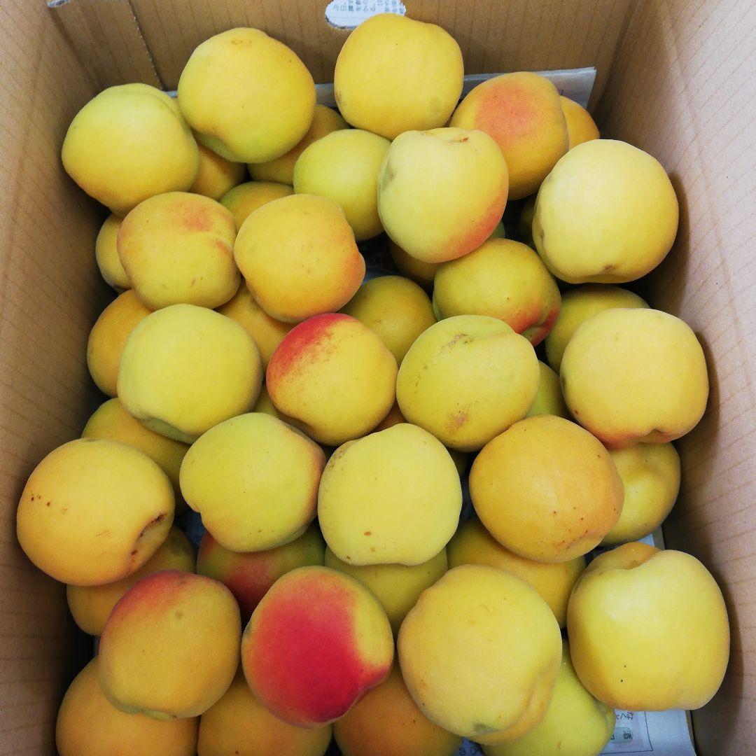 ひなこ様 大実あんず 10kg 加工用 傷あり