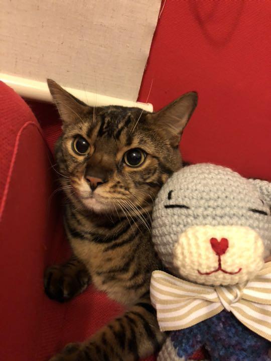 猫のぬいぐるみハンドメイド 画像1