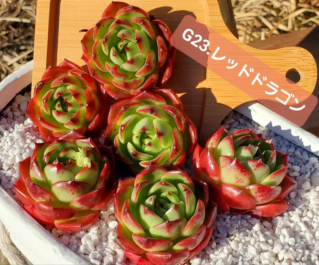 レッドドラゴン　エケベリア　多肉植物　韓国苗　激レア　新品種