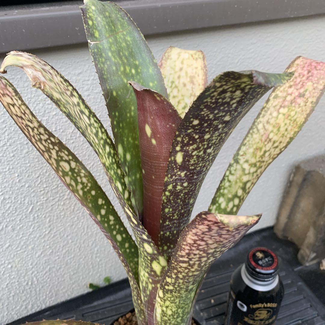 Billbergia Choe Mint