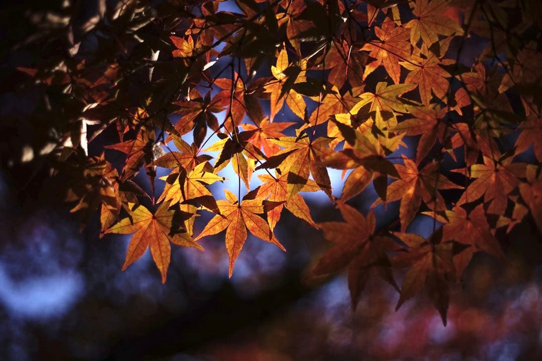 作例付き RIKOH XR RIKENON 50mm F2 管mpr レンズ