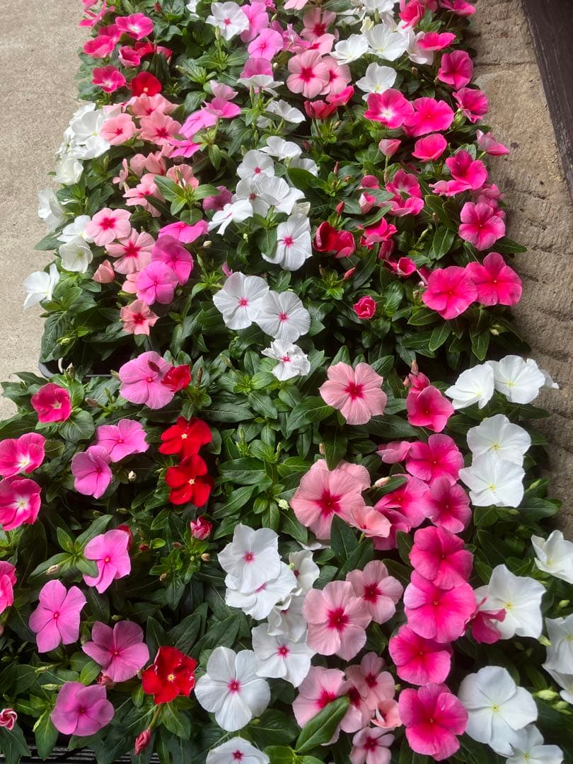 おまけ付】 ニチニチソウ苗20株 植物/観葉植物 - education.semel.ucla.edu