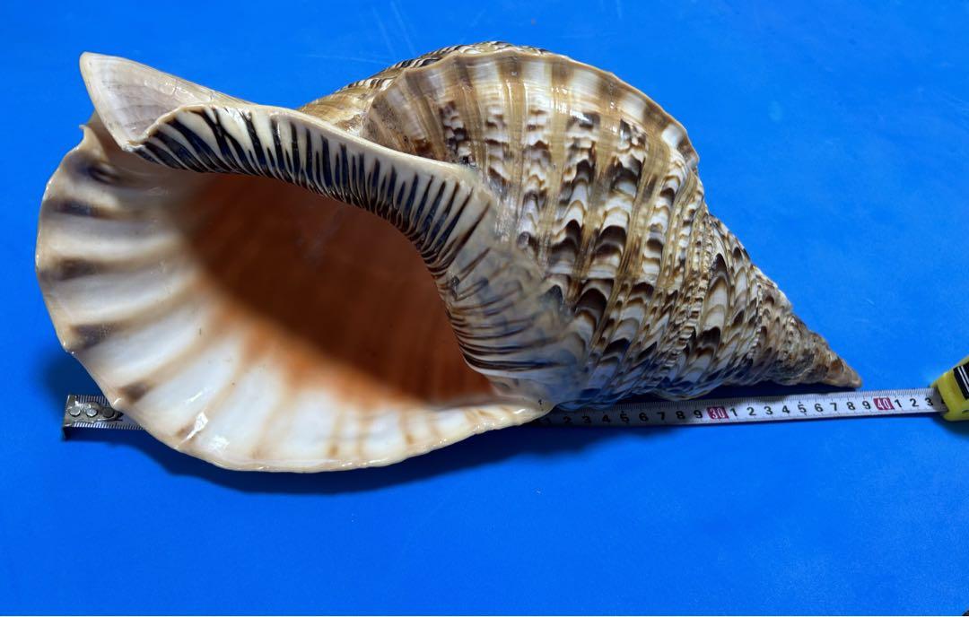 法螺貝 超特大 約39cmホラ貝 ほら貝 ほらがい 螺貝 ホラガイ