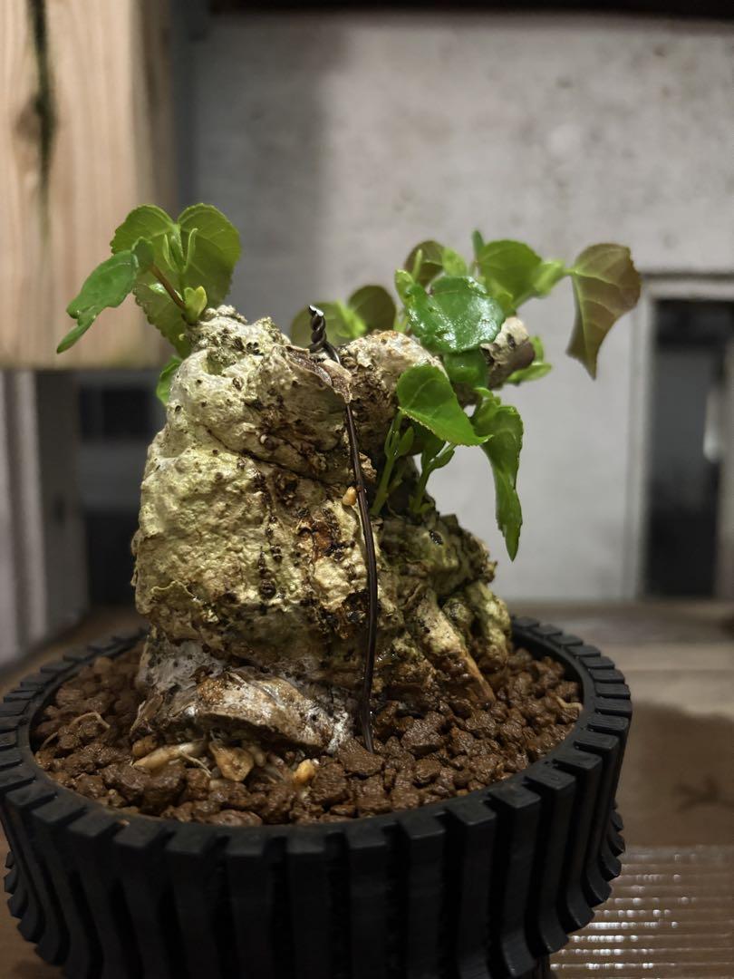 オオハマボウ　ガジュマル　琉球盆栽　ハート型の葉　塊根植物