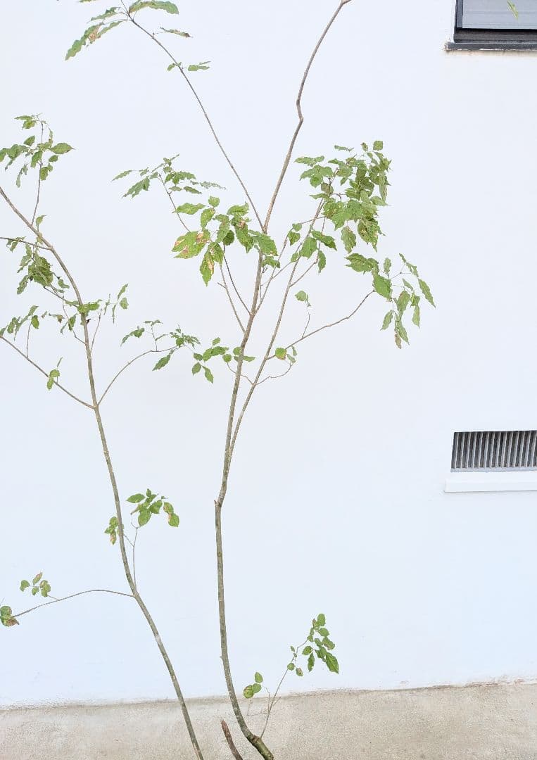 風情抜群 山採りアオダモ