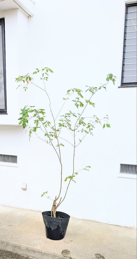 風情抜群 山採りアオダモ