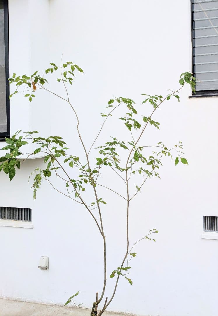 風情抜群 山採りアオダモ YUZUMIYA_COM