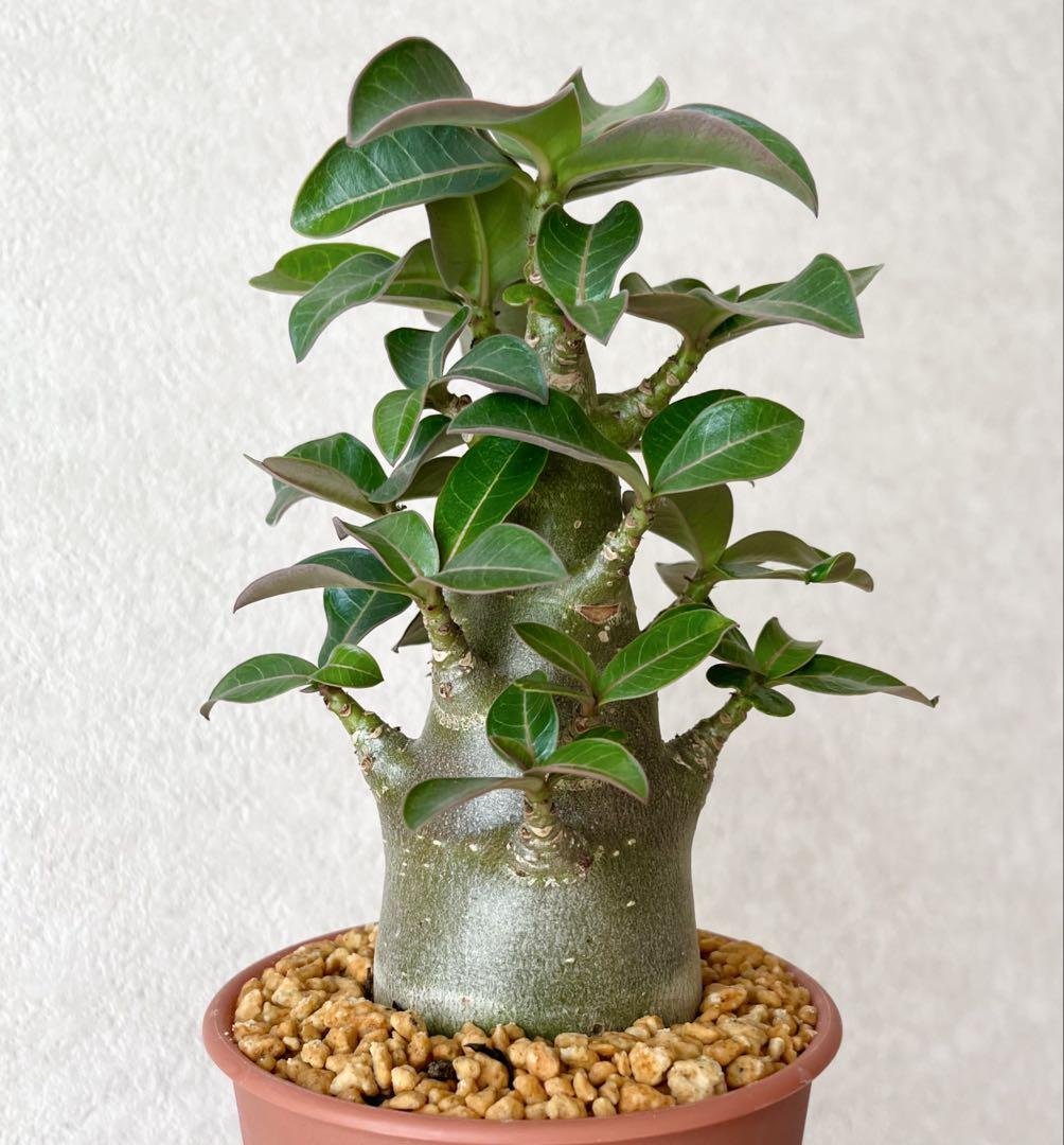 獅子葉/アデニウム/極美/極太】Dorset Horn Adenium 鉢植え 塊根