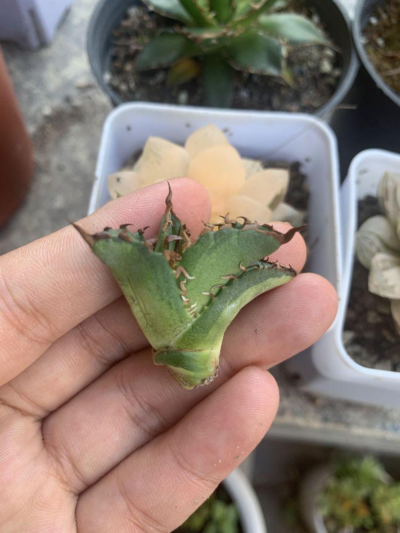 32%割引【第1位獲得!】 多肉植物アガベ チタノタ白鯨狂刺し 子株 10本セット 植物/観葉植物 インテリア小物-ALOOGAME.IR 32%割引【第1位獲得!】 多肉植物アガベ チタノタ白鯨狂刺し 子株 10本セット 植物/観葉植物 インテリア小物-ALOOGAME.IR