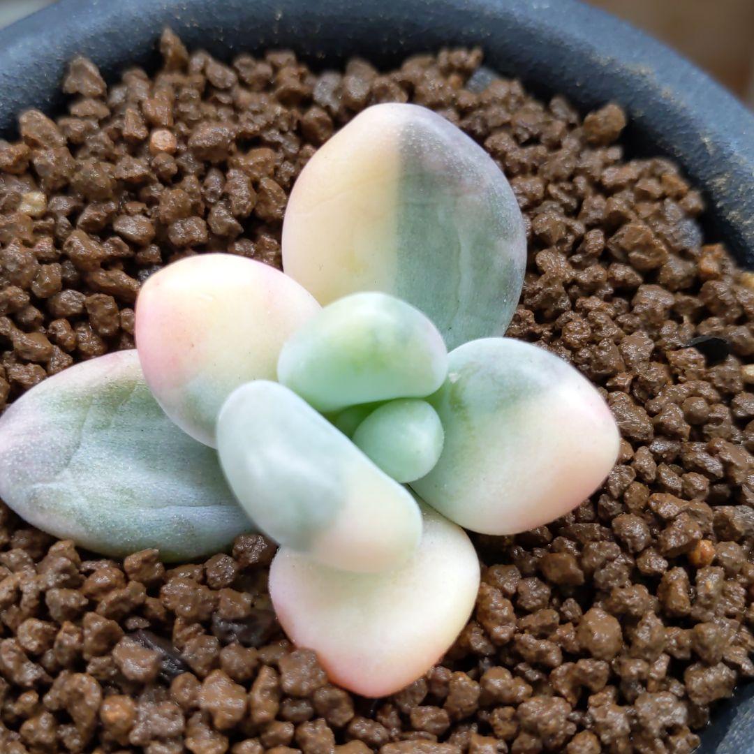 達磨艶プレミアム桃原郷 多肉植物 パキフィツム