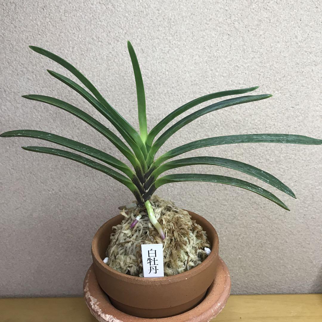 富貴蘭　白牡丹 富貴蘭 白牡丹 : 富貴蘭チャンネル