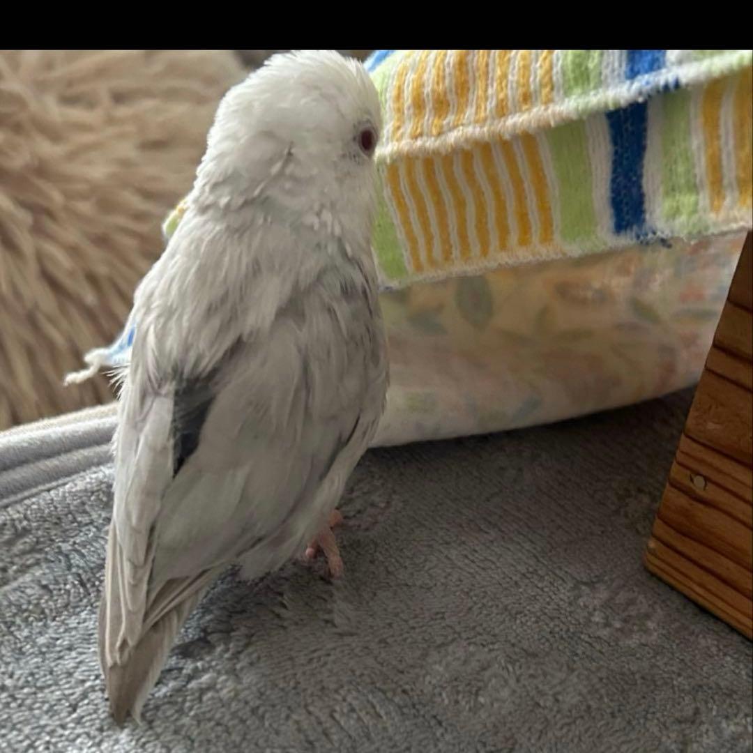 専用 羊毛フェルト 専用 羊毛フェルト